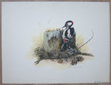 Marjolein Bastin # WOODPECKER # original litho, signed and numbered. ca. 1990